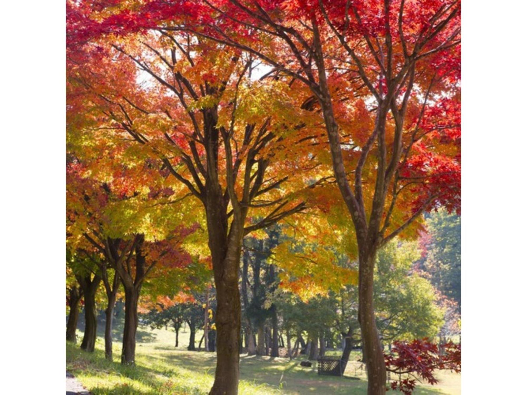 Shintainai Onsen Royal Tainai Park Hotel - Vacation Stay 90212V Zewnętrze zdjęcie